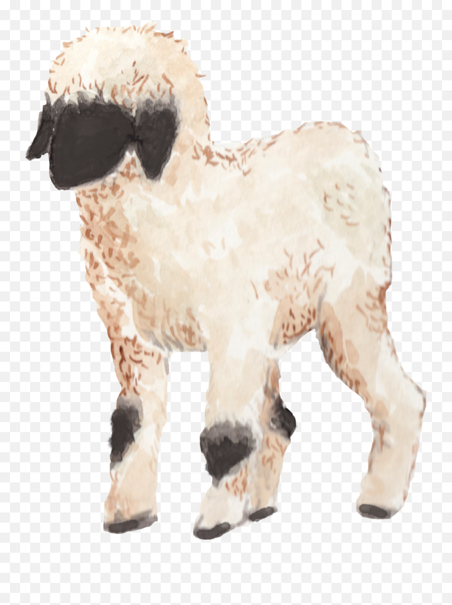 Flora Fauna Kristen Van Veen - Animal Figure Png,Lamb Png