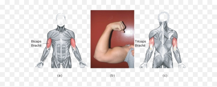 Triceps Brachii Act As - Fleshy Slips Png,Bicep Png