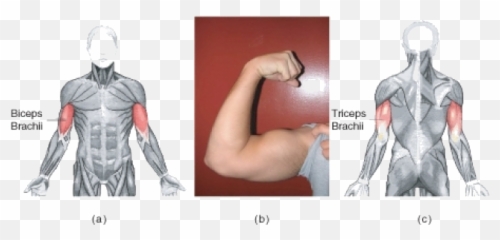 Triceps Brachii Act As - Fleshy Slips Png,Bicep Png