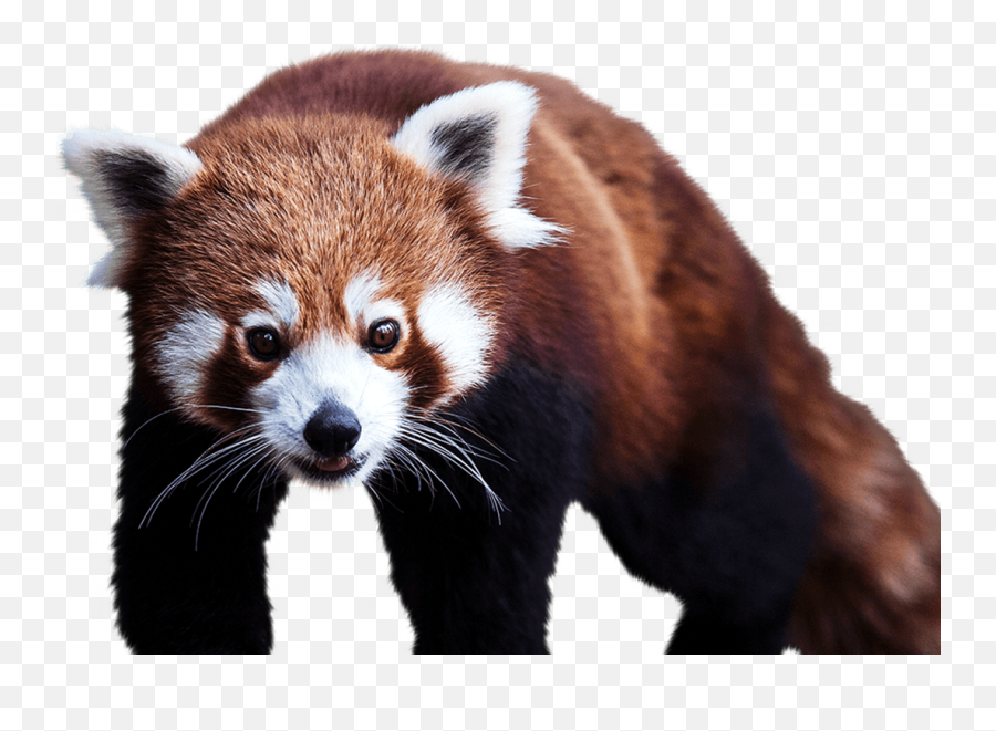 Red Panda Png Transparent - Red Panda Transparent Png,Red Panda Transparent