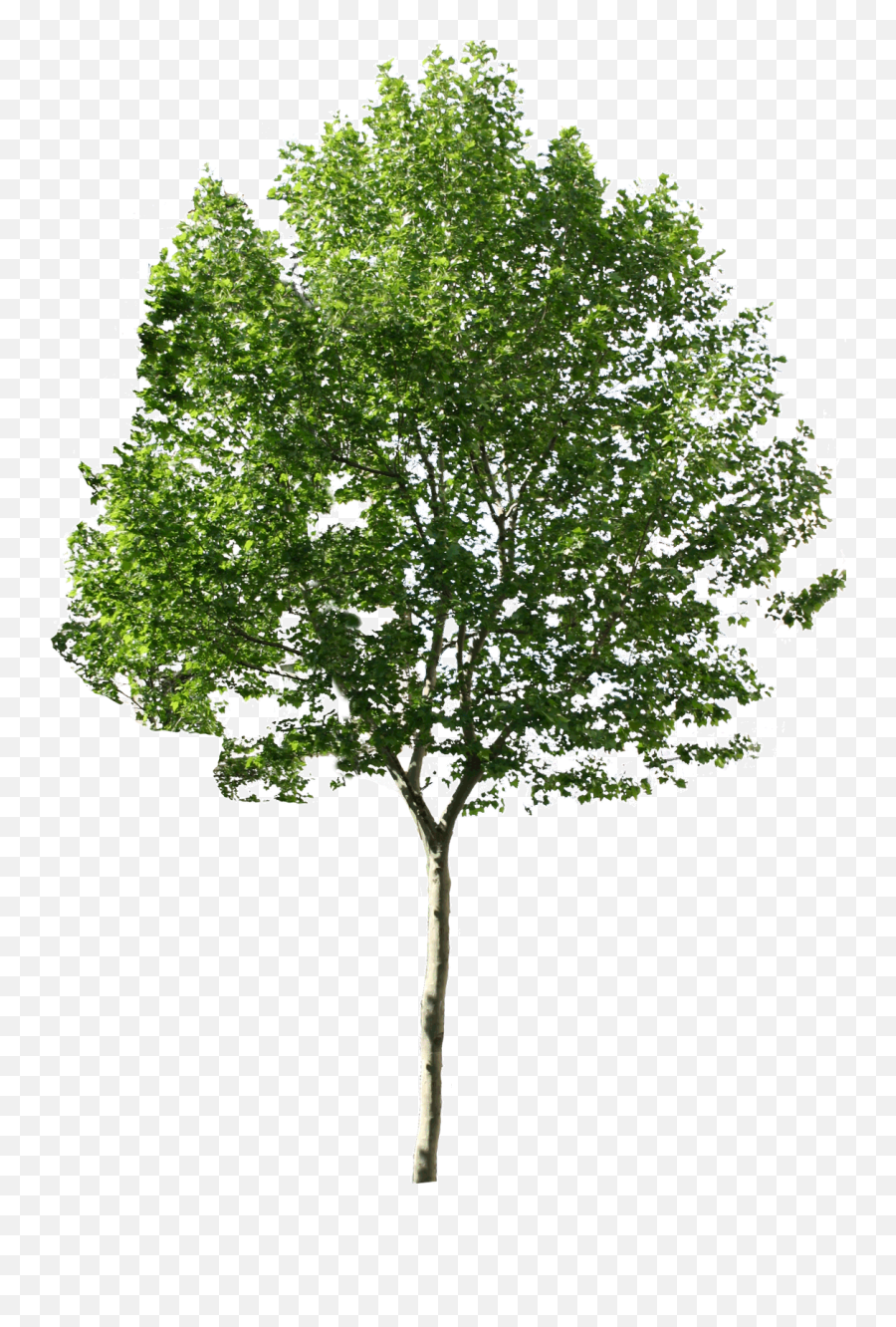 Tree Png Images Quality Transparent - Png Trees For Photoshop,Tree Png Transparent