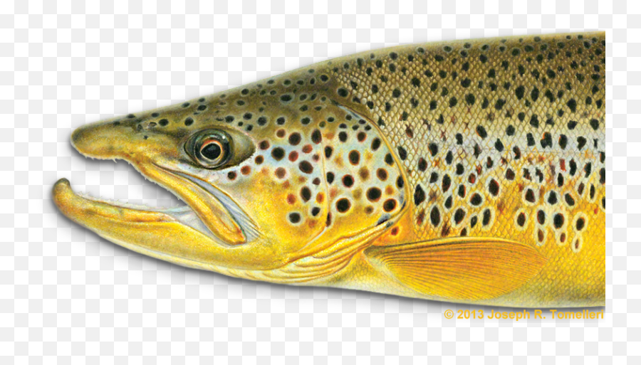 Trout Clipart Freshwater Fish - Joe Tomelleri Fish Art Joseph R Tomelleri Png,Trout Png