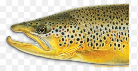 Trout Clipart Freshwater Fish - Joe Tomelleri Fish Art Joseph R Tomelleri Png,Trout Png