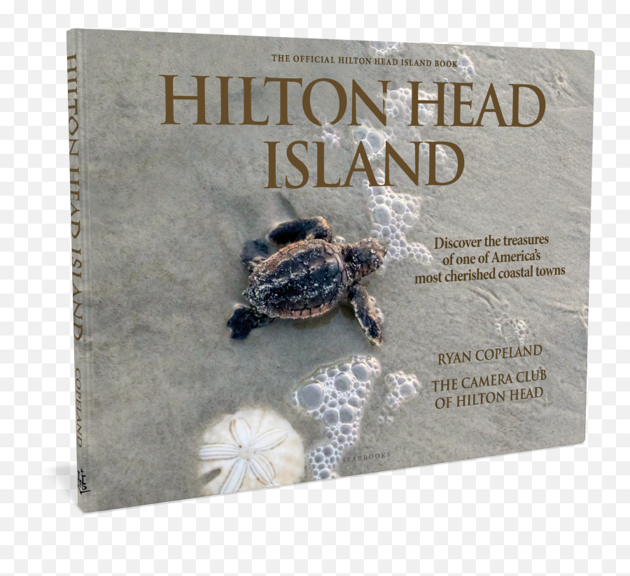 Download Snapping Turtle Png - Portable Network Graphics Hawksbill Sea Turtle,Turtle Transparent