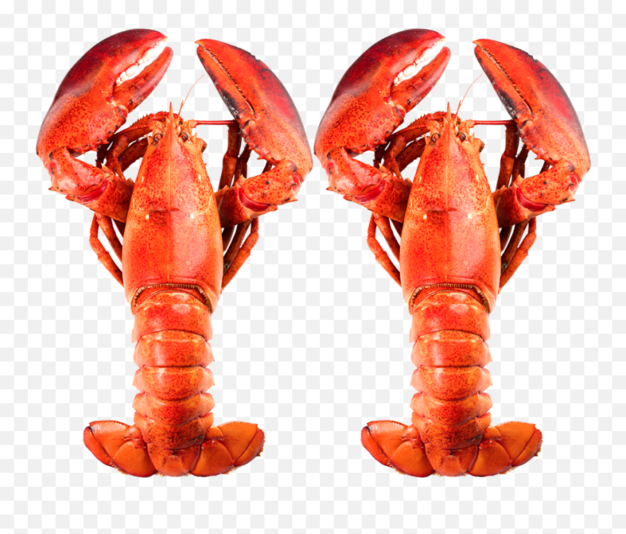 Live Maritime Lobsters Delivery Crazy Fresh - American Lobster Png,Lobster Png