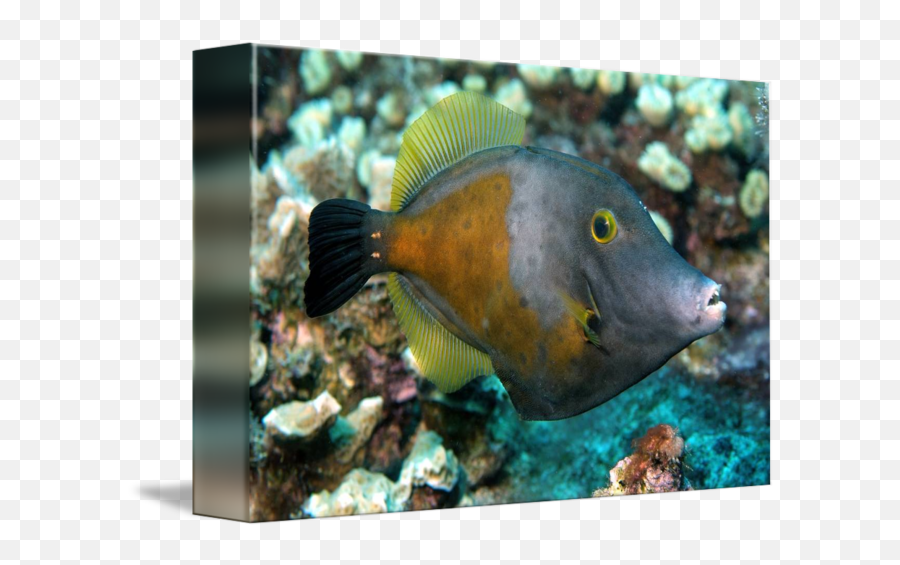 Triggerfish Sharp Teeth By Joao Ponces De Carvalho - Aquarium Fish Png,Sharp Teeth Png