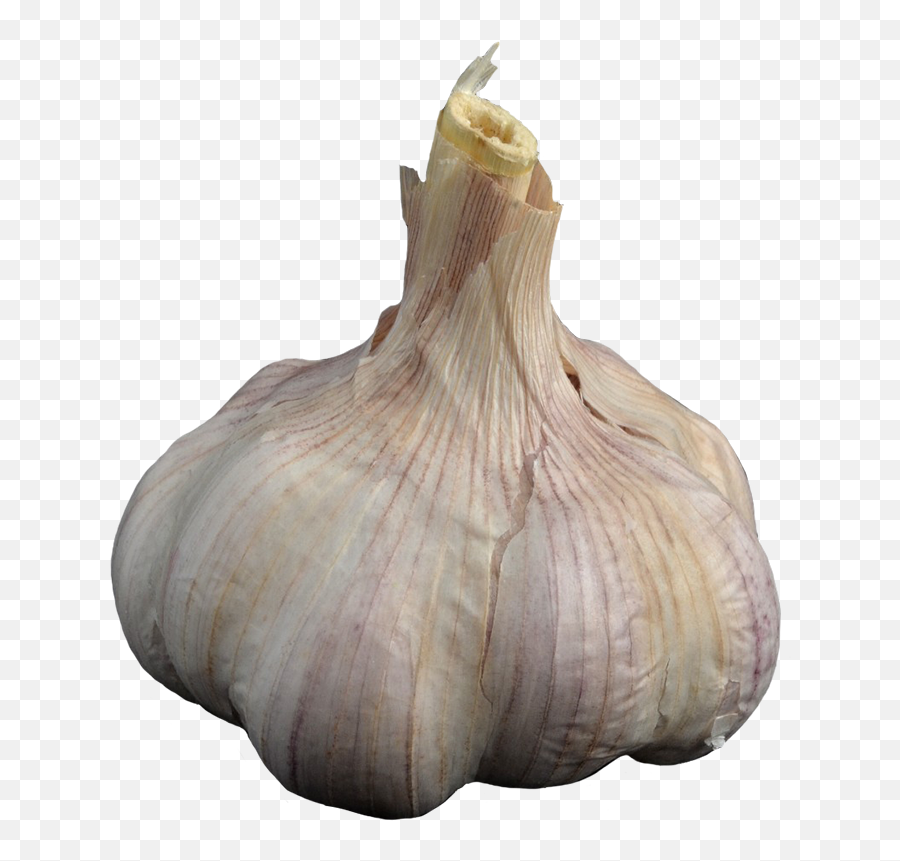 Vegetables Clipart - Png,Garlic Png