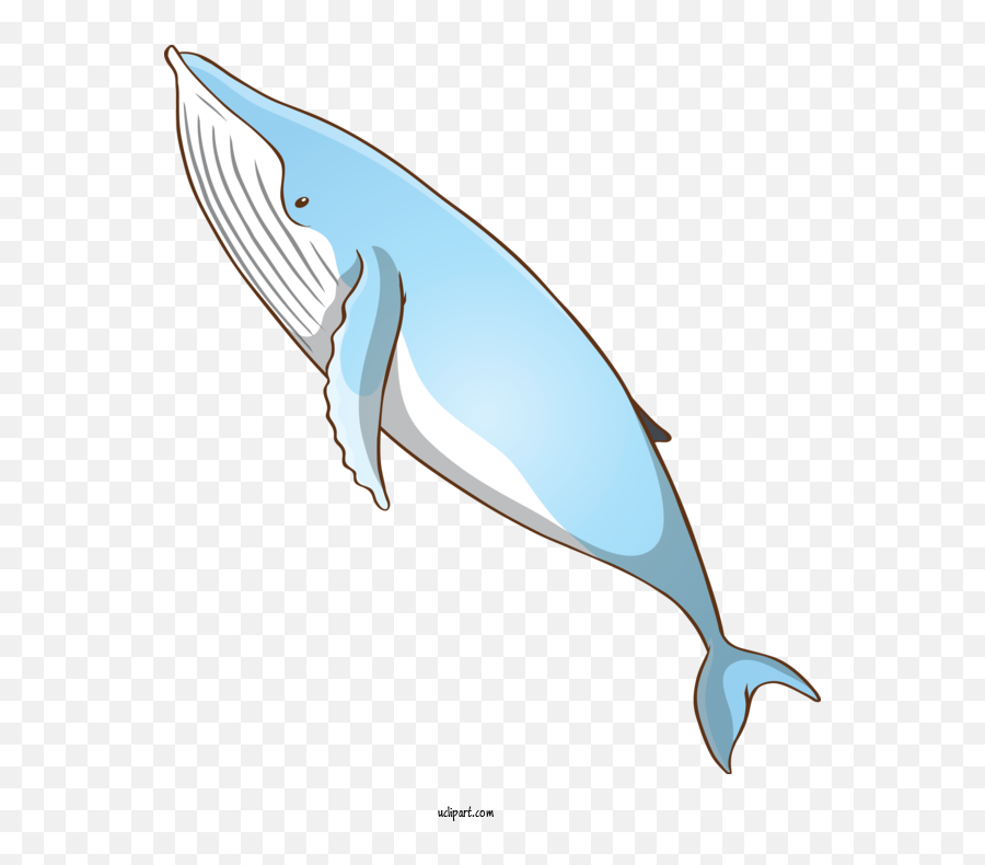 Animals Fin Bottlenose Dolphin Blue - Bottlenose Dolphin Png,Whale Transparent