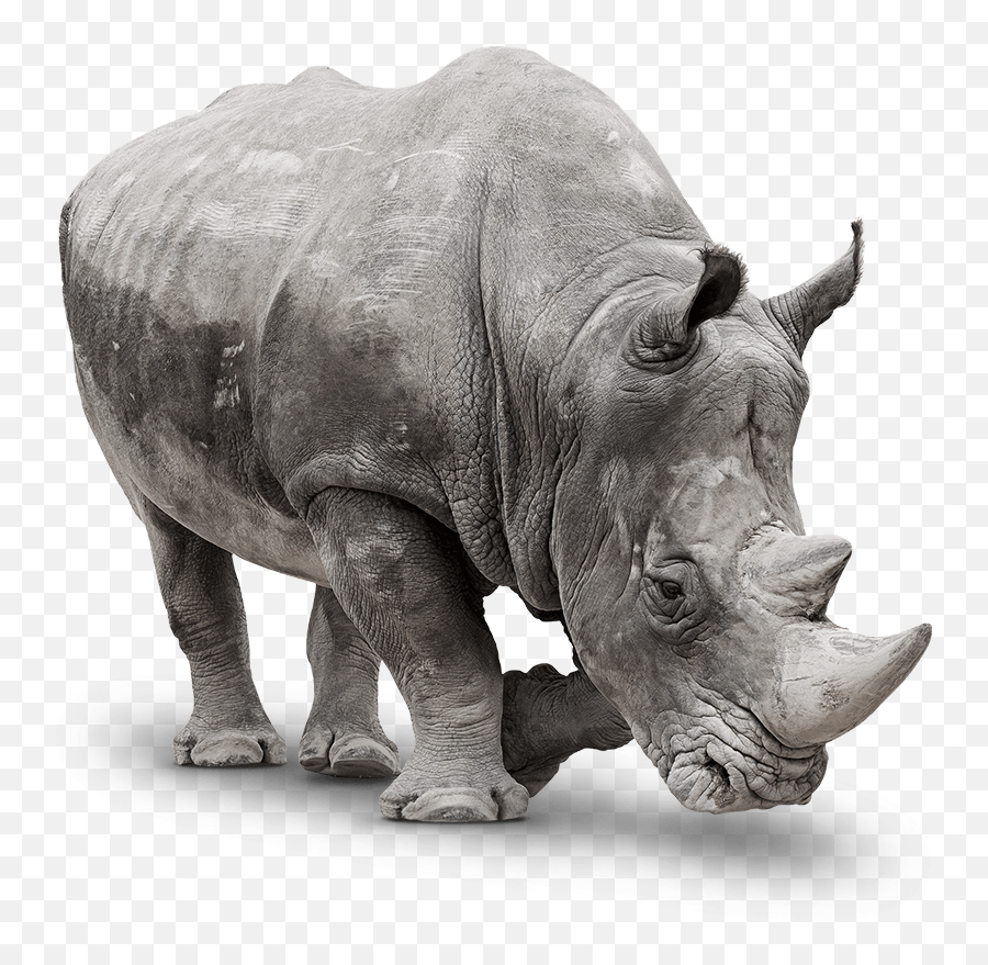 Saving Poached Rhinos Wildlife - Rhinoceroses Png,Rhinoceros Png