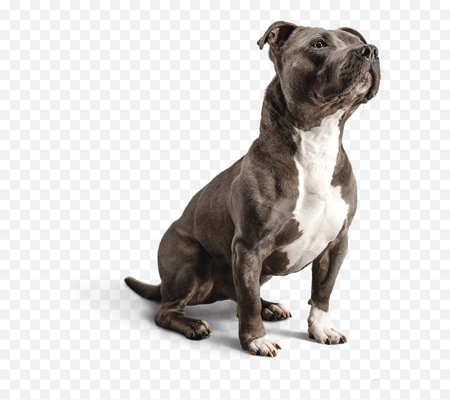 American Pitbull - Diamond Sensitive Stomach Dog Food Png,Pit Bull Png