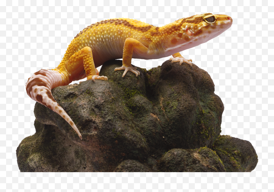 Private Collector Of Leopard Geckos - House Geckos Png,Leopard Gecko Png