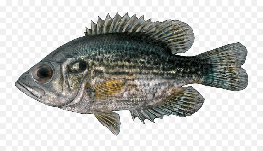 Fishing Apps - About Us Benefits Of Fishing Fishbuoy Green Sunfish Png,Largemouth Bass Png