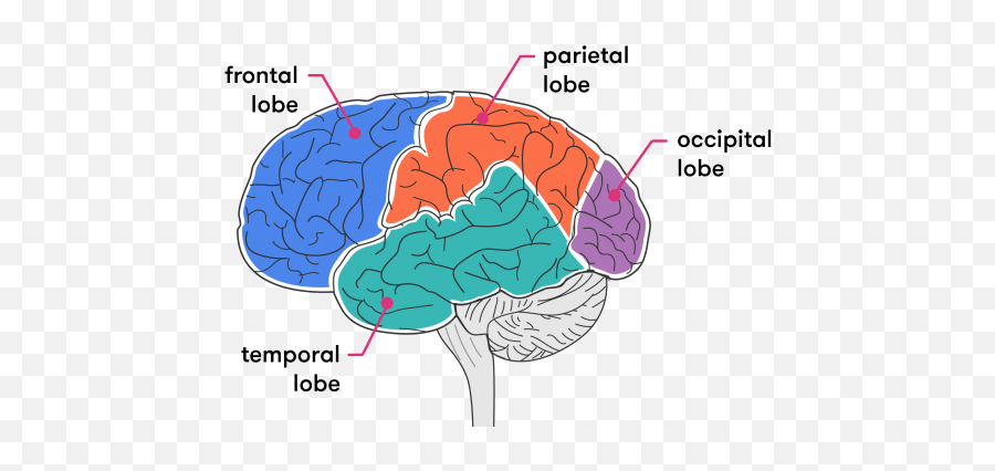 Getting Our Head Around The Brain - Curious Look At The Mind Illustration Below Which One Is The Temporal Lobe Png,Medical Brain Icon