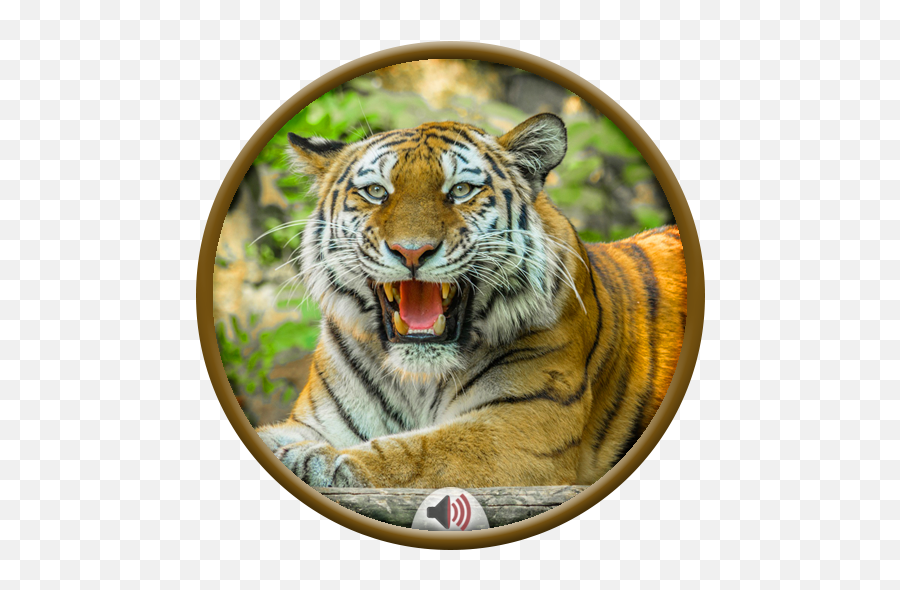 Tiger Sounds 3 - Tiger Png,Bengal Tiger Icon