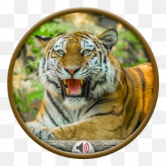 Tiger Sounds 3 - Tiger Png,Bengal Tiger Icon