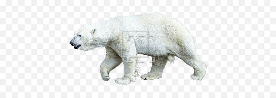 Polar Bear - Immediate Entourage Polar Bear Png,Polar Bear Png