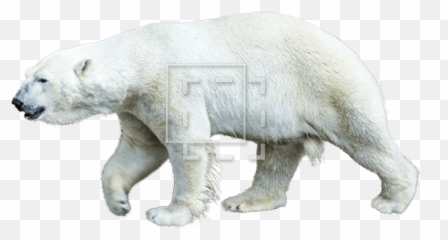 Polar Bear - Immediate Entourage Polar Bear Png,Polar Bear Png