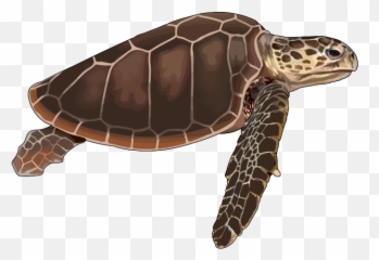 Archivotortuga - Bobapng Canariwiki Tortuga Transparent,Boba Png