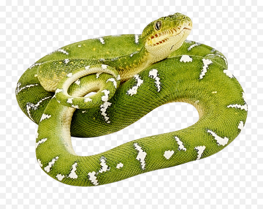 Download - Green Snake Transparent Background Png,Snake Clipart Png