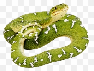 Download - Green Snake Transparent Background Png,Snake Clipart Png