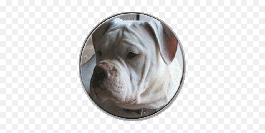 Crystal White English - Shar Pei Png,British Icon Bulldogs