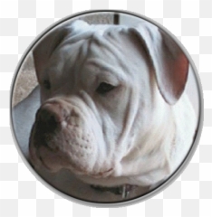 Crystal White English - Shar Pei Png,British Icon Bulldogs