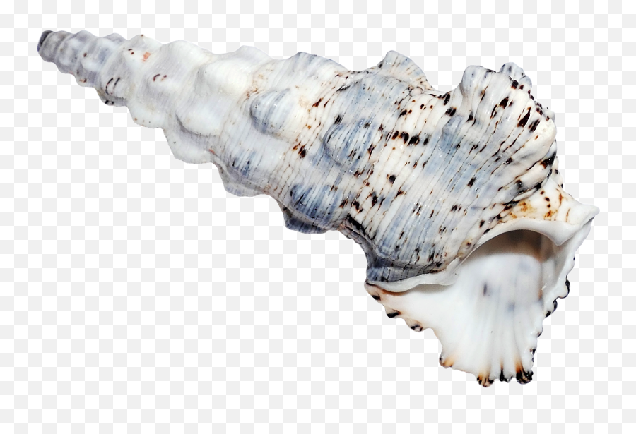 Download Hd Sea Ocean Shell Png Image - Seashell,Sea Shell Png