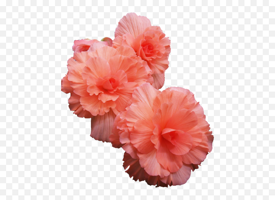 Tumblr - Begonia Transparent Png,Flowers Transparent Tumblr