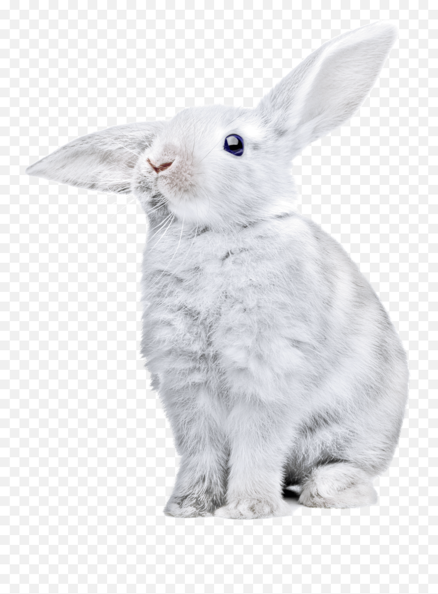 White Rabbit Png Clipart