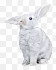 White Rabbit Png Clipart
