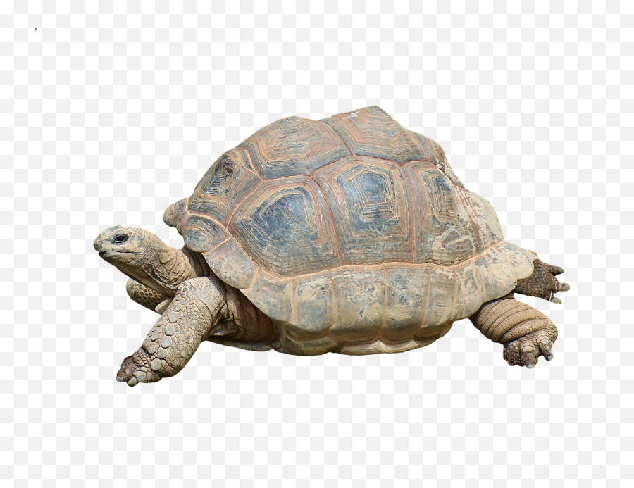 Turtle Tortoise Reptile Giant Png Reptiles