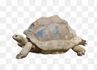 Turtle Tortoise Reptile Giant Png Reptiles