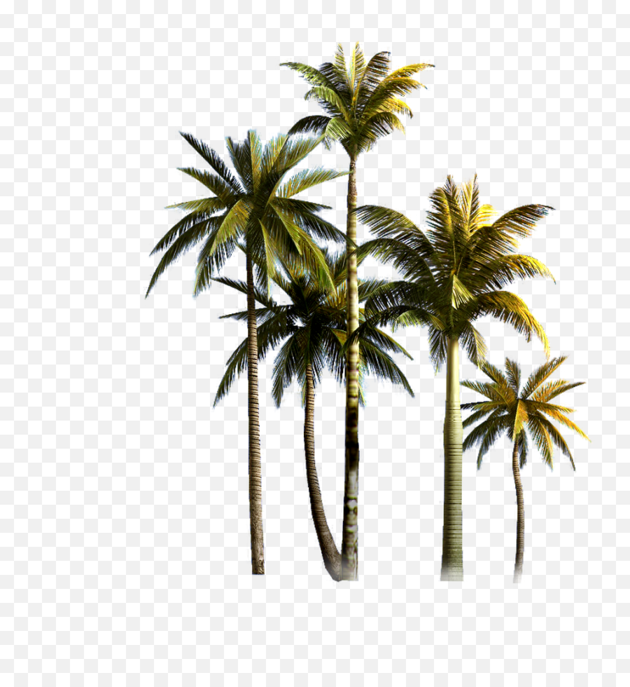 Download Coconut Tree Png Background Image - Png Format Transparent Coconut Trees Png,Coconut Png