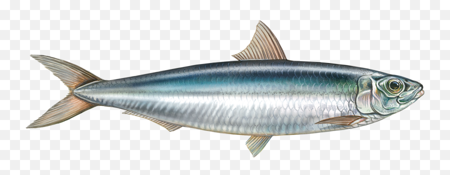 About Our Frozen Fish Products Supplier For Africa Asia - Transparent Sardine Fish Png,Bass Fish Png