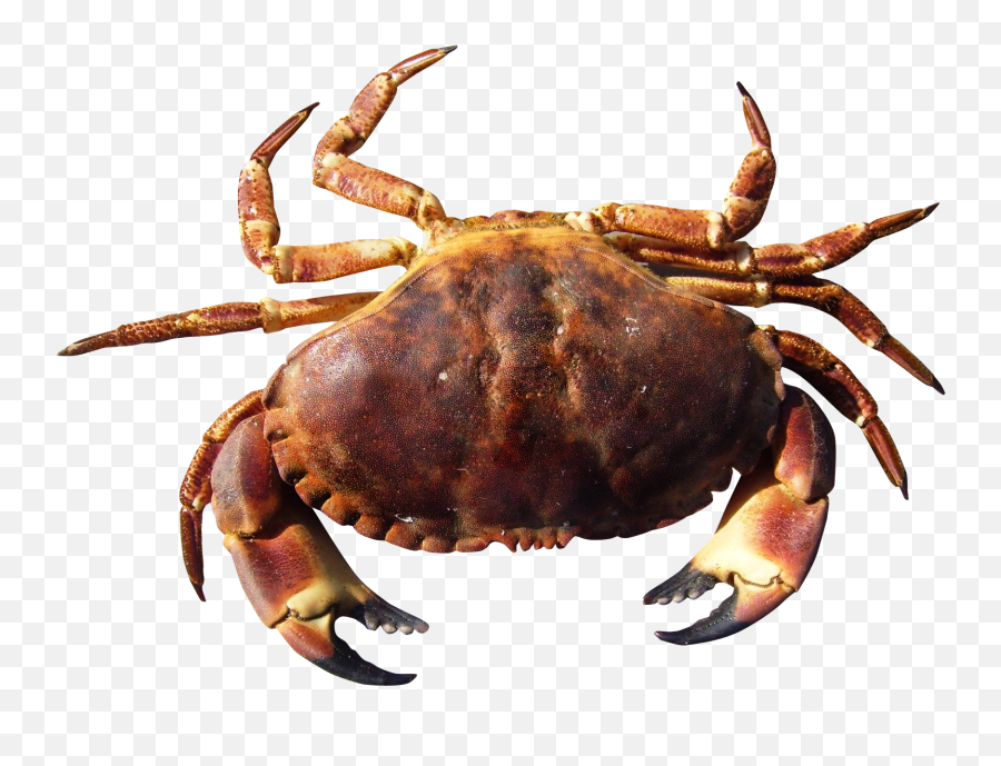 Free - Crab Hd Png,Crab Transparent Background