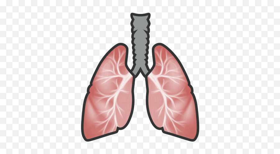 Download Hd Lungs - Clip Art Png,Lungs Png