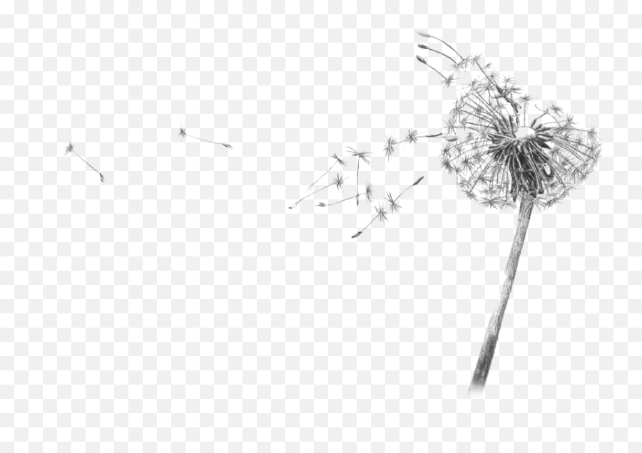 Dandelion Blowing Drawing Transparent - Flower Black And White Gif Png,Dandelion Png