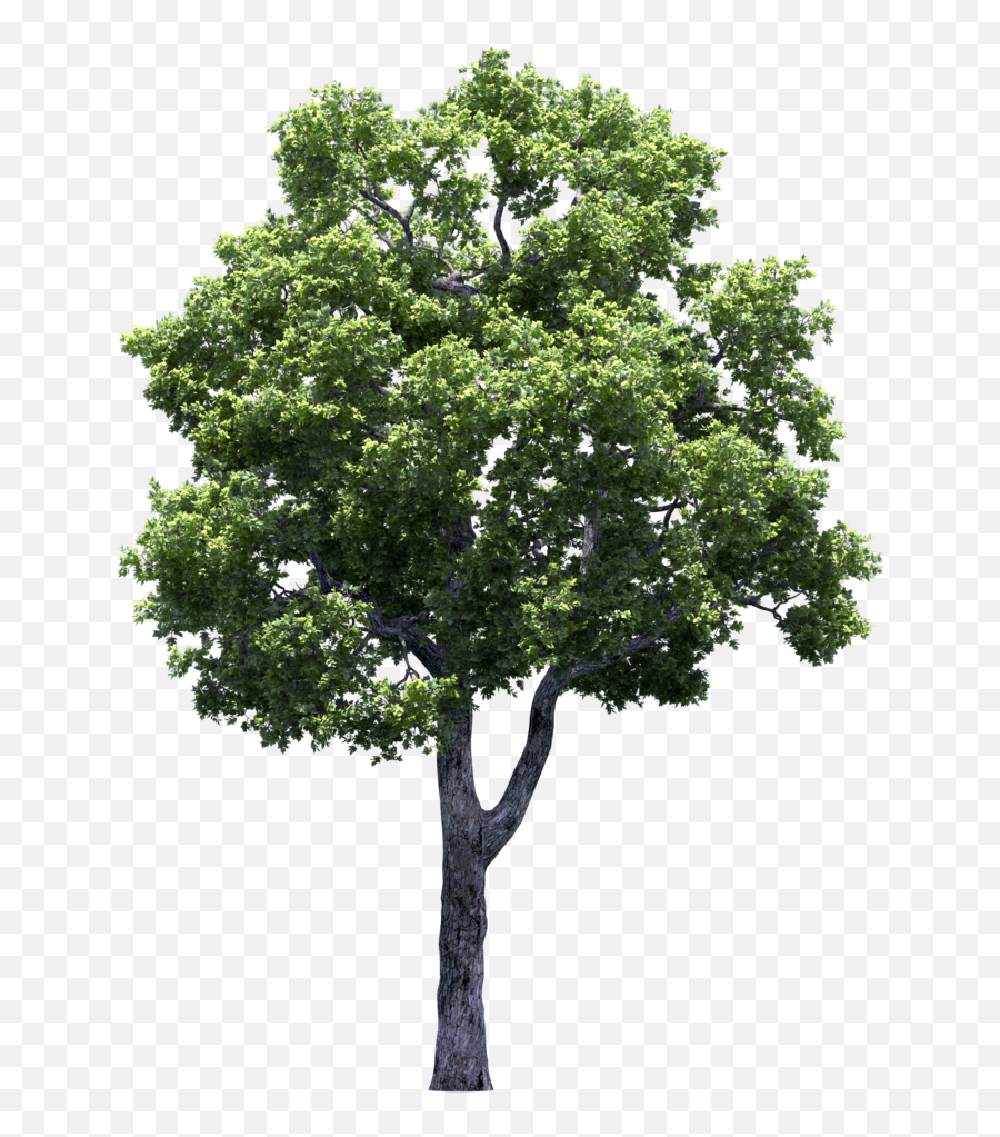 Download Growing Fruit Trees Vines Tree - Transparent Tree Png,Fruit Tree Png