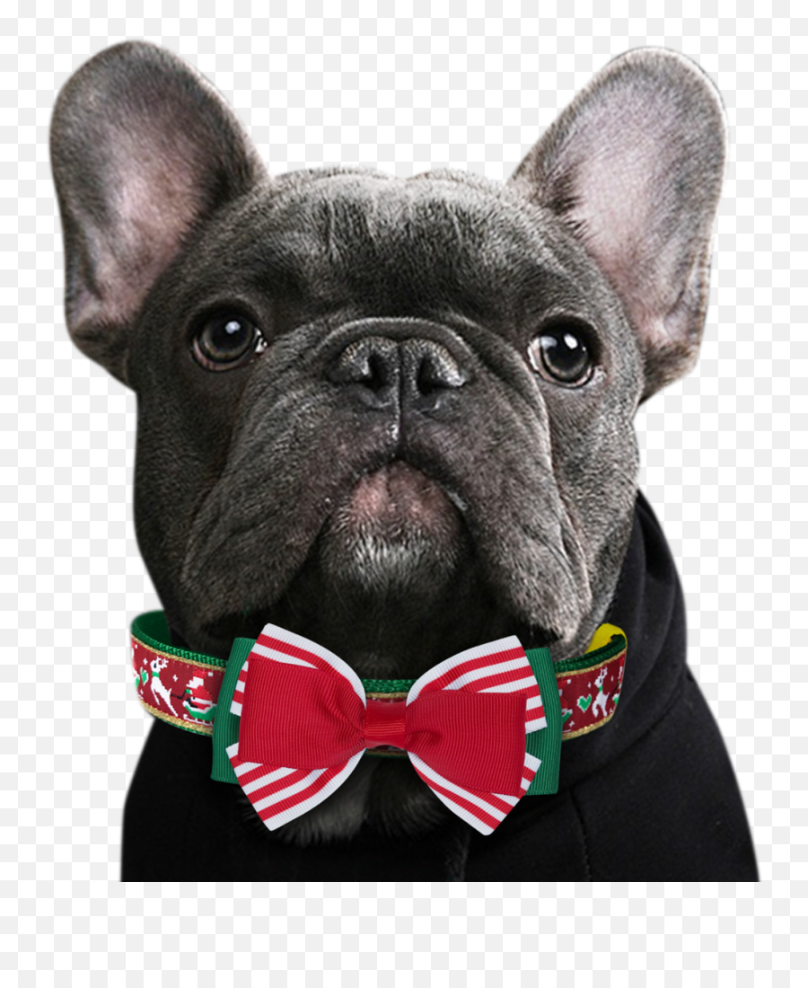 Download Hd Clip Library Stock Bowtie Transparent Dog - French Bulldog Png,Bulldog Transparent