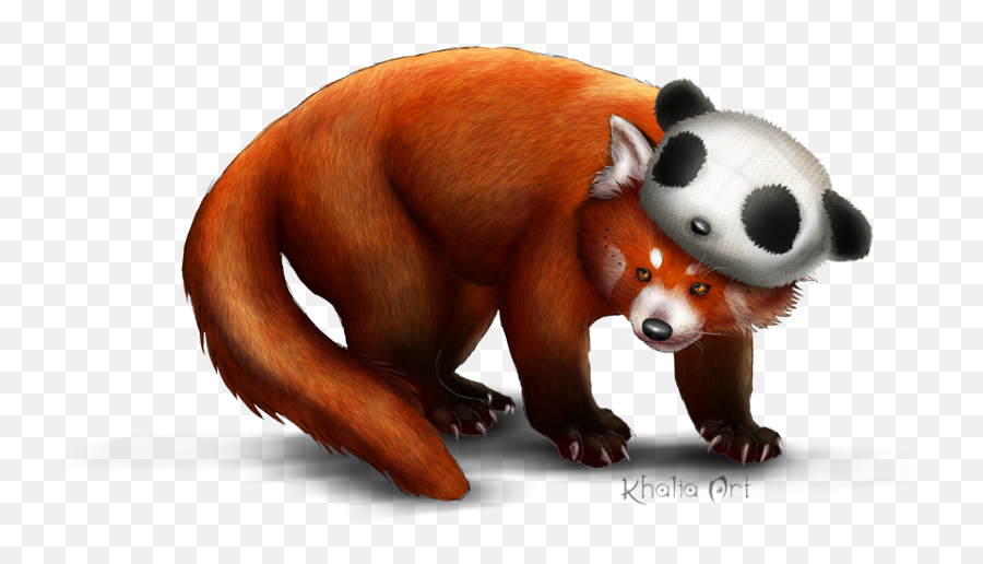 Red Panda Png Transparent Images - Panda Rojo Y Oso,Red Panda Transparent