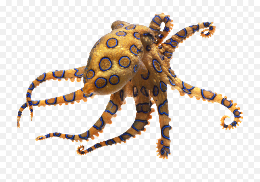 Transparent Png - Blue Ringed Octopus Transparent,Octopus Png