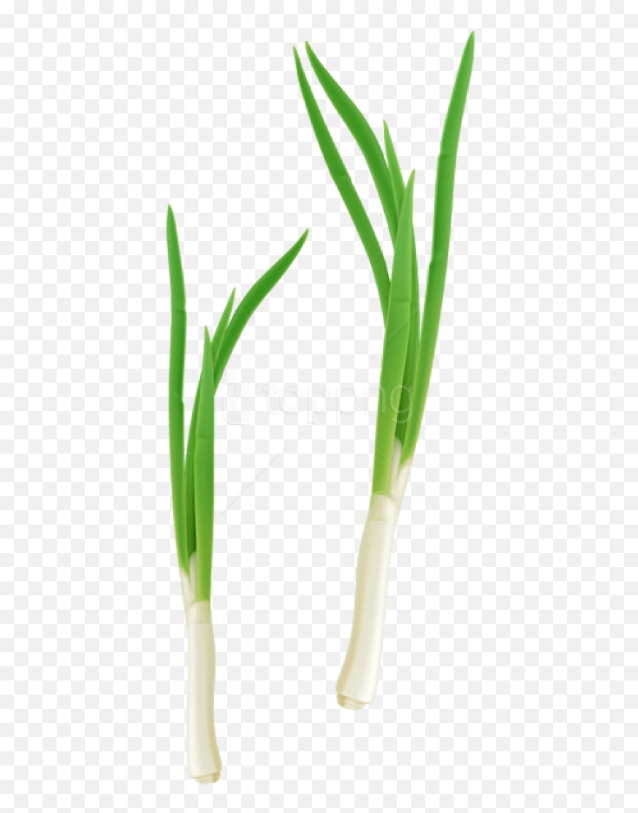 Free Png Green Fresh Onion Images - Cebolla Planta Png,Onion Transparent Free Png Green Fresh Onion Images - Cebolla Planta Png,Onion Transparent