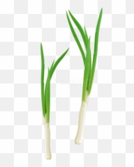 Free Png Green Fresh Onion Images - Cebolla Planta Png,Onion Transparent