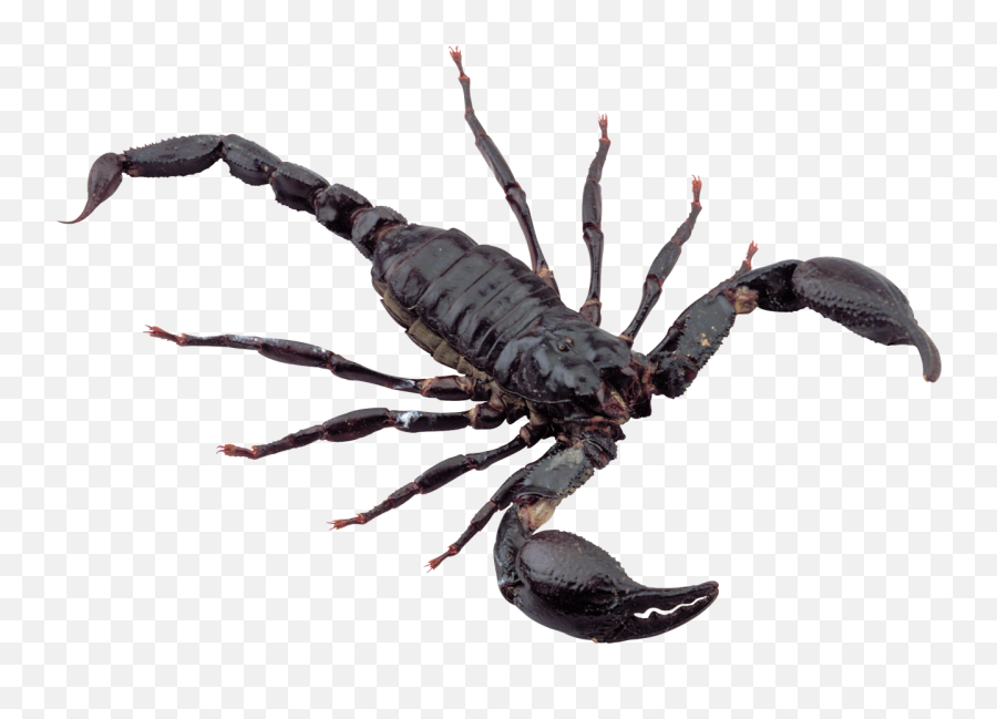 Scorpion Png Image - Scorpion Png,Scorpion Png