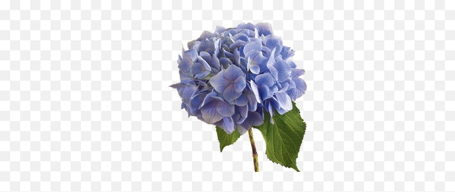 Hydrangea Flower Png Image - Hydrangea Meaning Language Of Flowers,Hydrangea Png