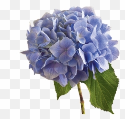 Hydrangea Flower Png Image - Hydrangea Meaning Language Of Flowers,Hydrangea Png
