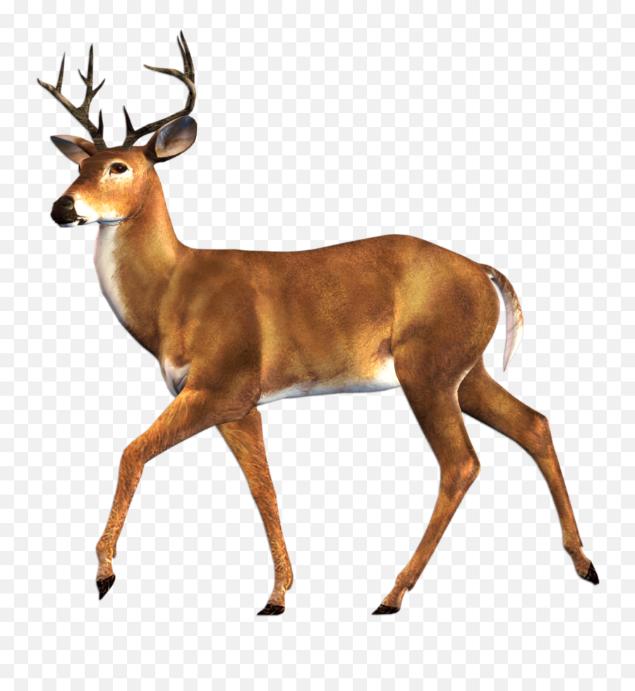 Red Deer Png U0026 Free Deerpng Transparent Images 85635 - Animal Digital Collage,Deer Transparent Background