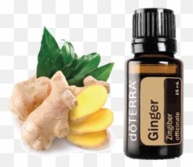 Ginger U2013 Essential Oils And Yoga - Ginger Doterra Png,Ginger Png