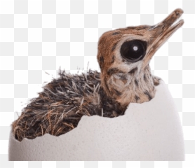 Ostrich Chick Hatching Transparent Png - Baby Ostrich In Egg,Ostrich Png