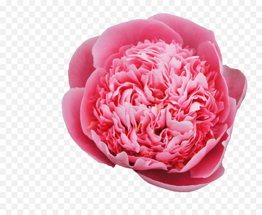 Download Common Peony Png Image With No Background - Pngkeycom Peony,Peony Png